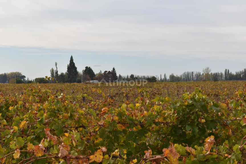 Finca en Venta en San Martin, Mendoza