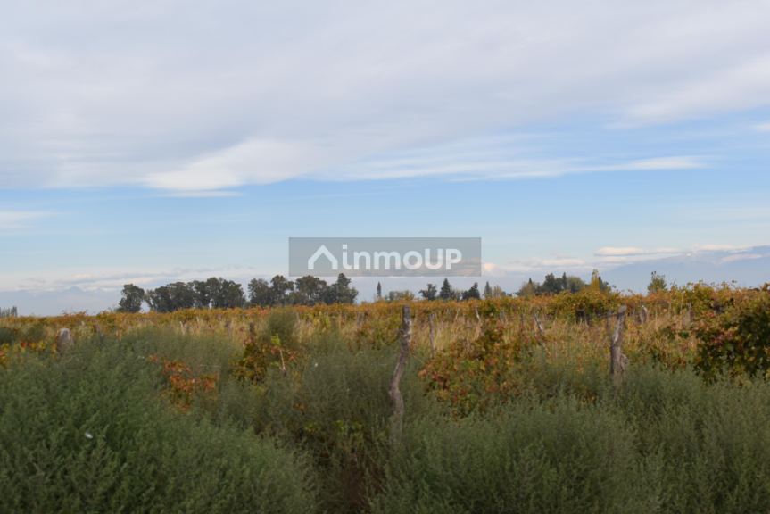 Finca en Venta en San Martin, Mendoza