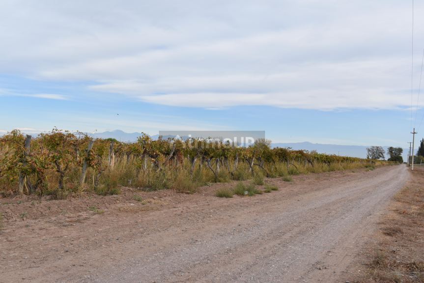 Finca en Venta en San Martin, Mendoza