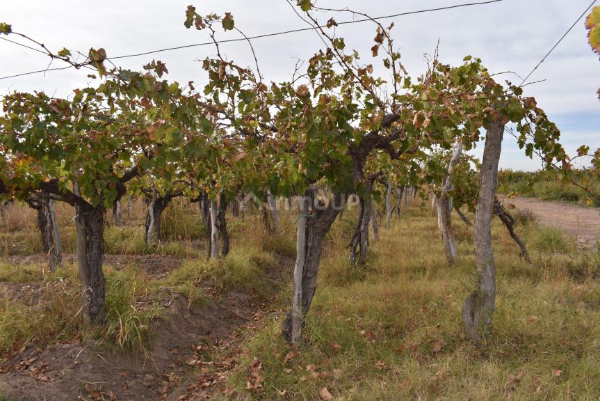 Finca en Venta en San Martin, Mendoza
