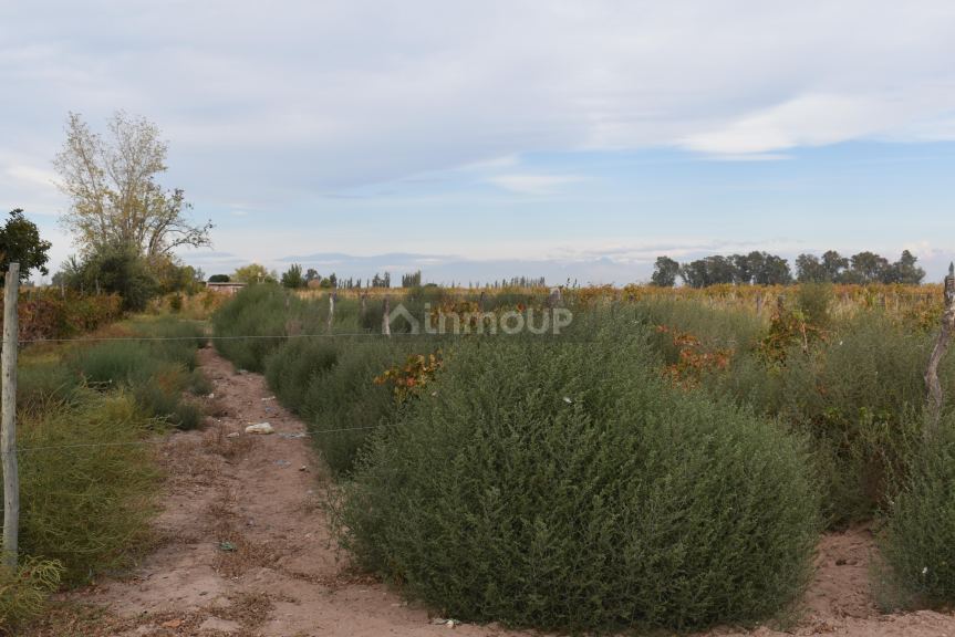 Finca en Venta en San Martin, Mendoza