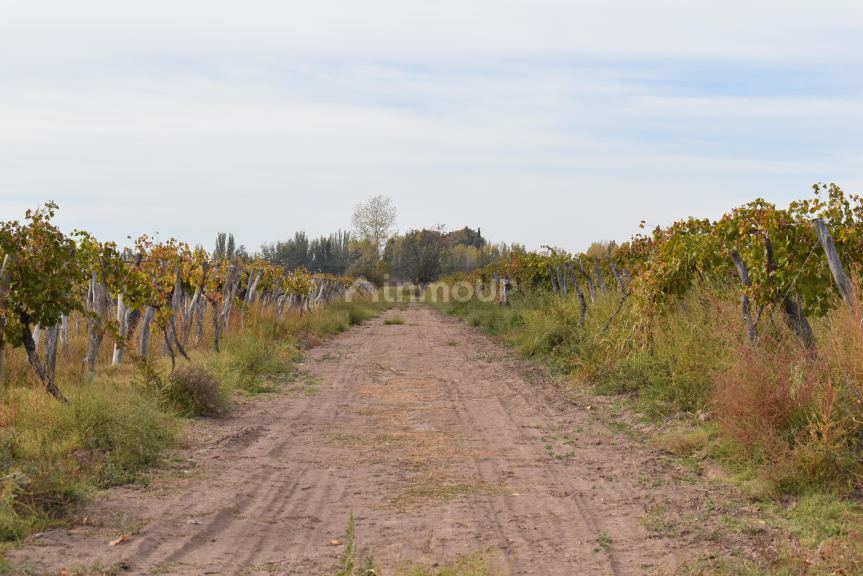 Finca en Venta en San Martin, Mendoza