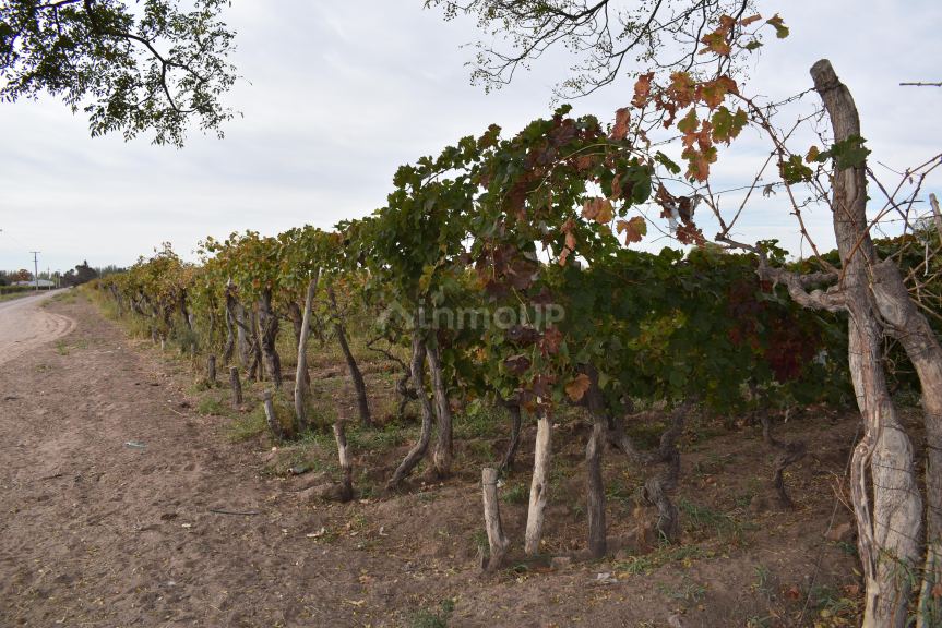 Finca en Venta en San Martin, Mendoza