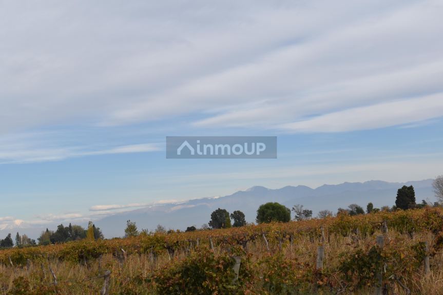 Finca en Venta en San Martin, Mendoza