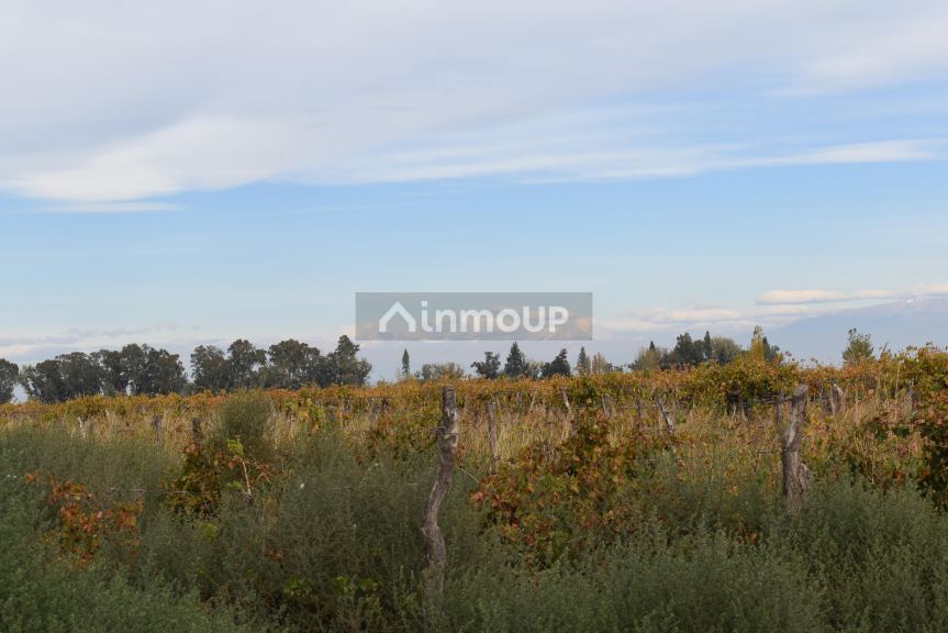 Finca en Venta en San Martin, Mendoza