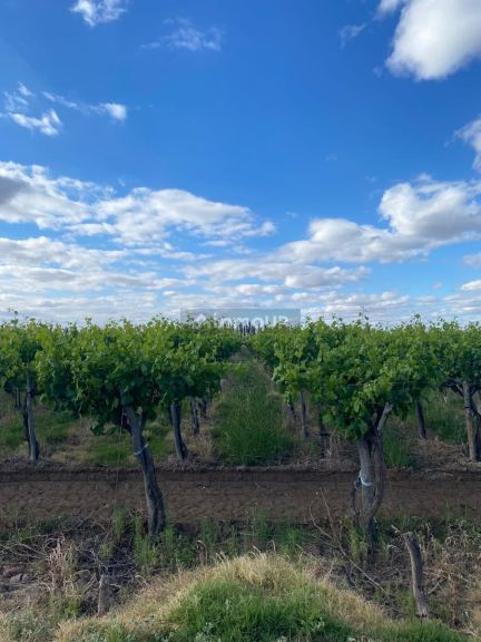 Finca en Venta en Lavalle, Mendoza
