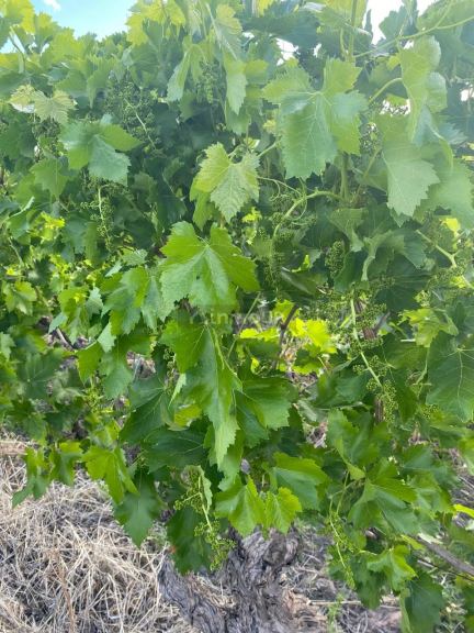 Finca en Venta en Lavalle, Mendoza