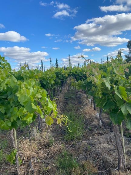 Finca en Venta en Lavalle, Mendoza