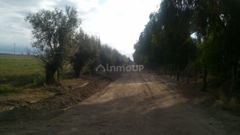 Finca en Venta en Rivadavia, Mendoza
