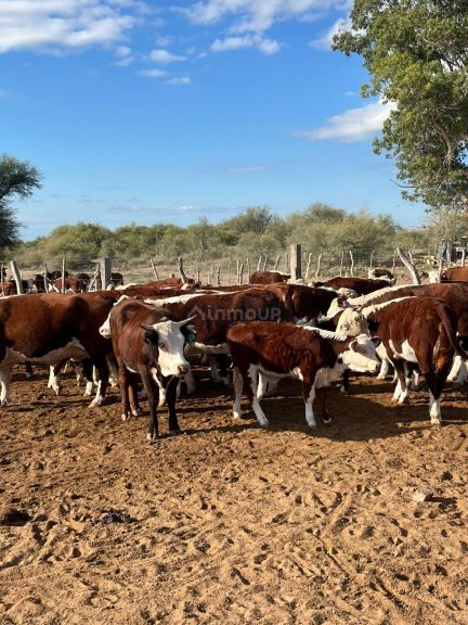 Campo en Venta en Lavalle, Mendoza