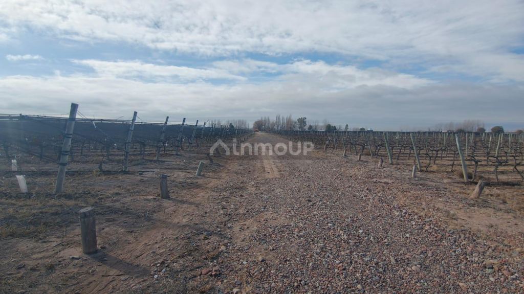 Finca en Venta en Lujan de Cuyo, Mendoza