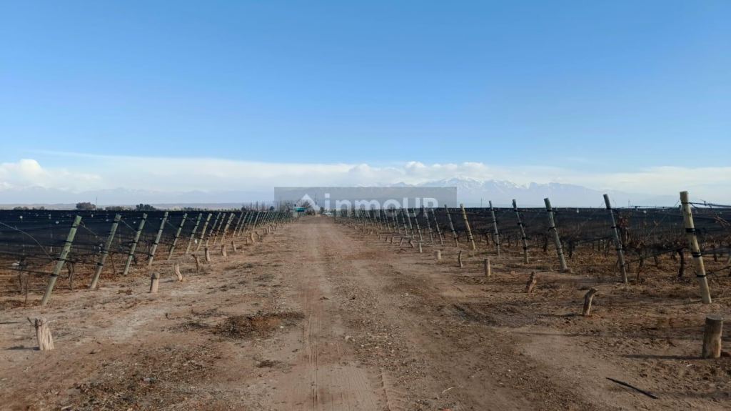 Finca en Venta en Lujan de Cuyo, Mendoza