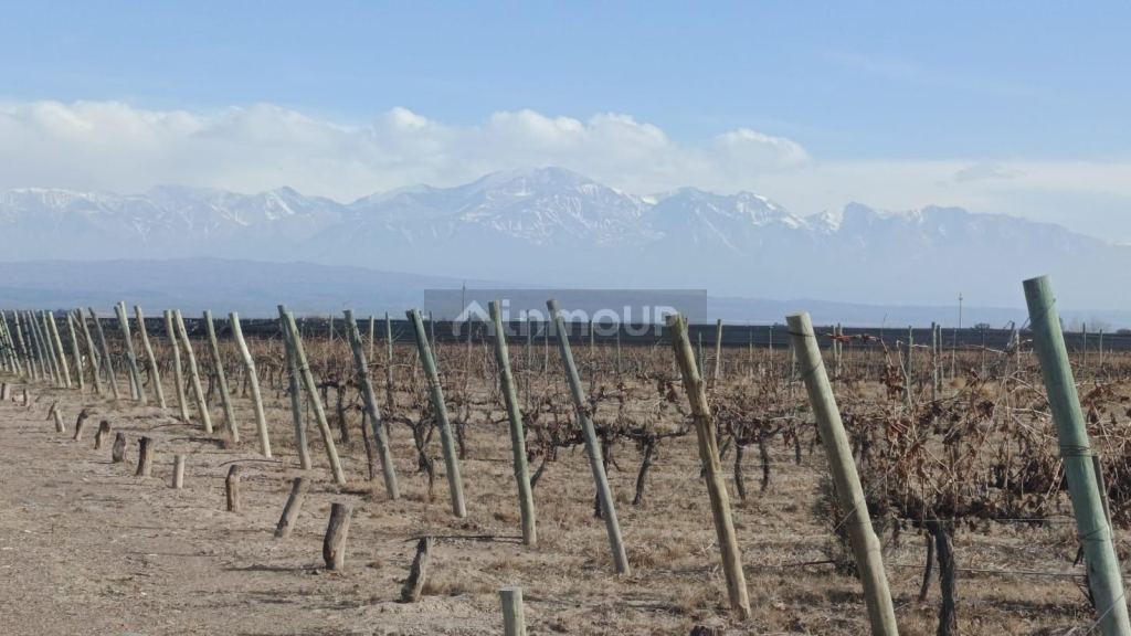 Finca en Venta en Lujan de Cuyo, Mendoza