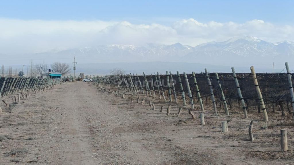 Finca en Venta en Lujan de Cuyo, Mendoza