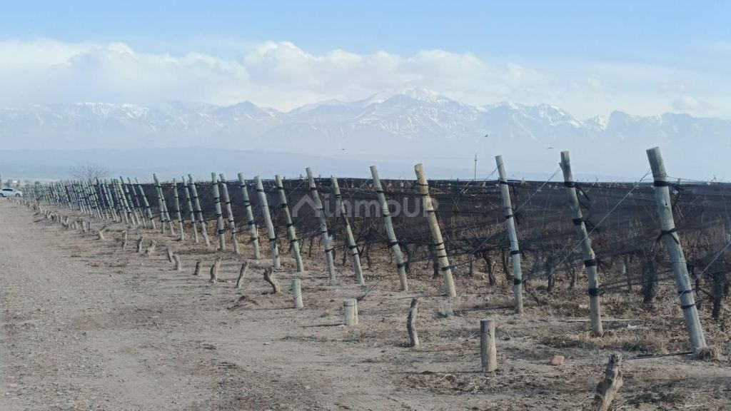 Finca en Venta en Lujan de Cuyo, Mendoza