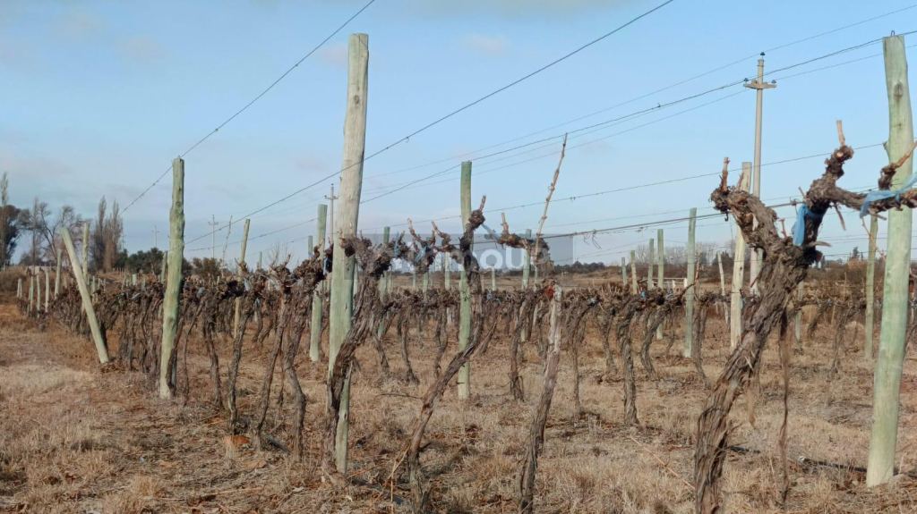 Lujan de Cuyo R. N 40, Ugarteche, Lujan de Cuyo, Mendoza