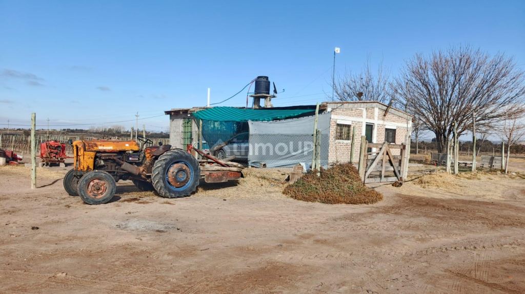 Finca en Venta en Lujan de Cuyo, Mendoza