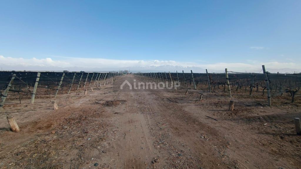 Finca en Venta en Lujan de Cuyo, Mendoza