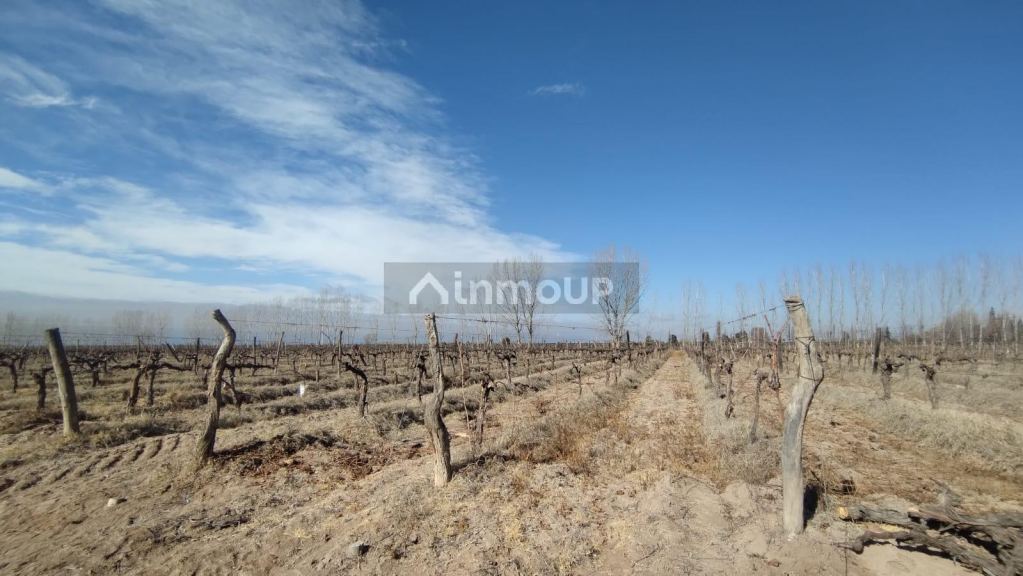 Finca en Venta en Lujan de Cuyo, Mendoza