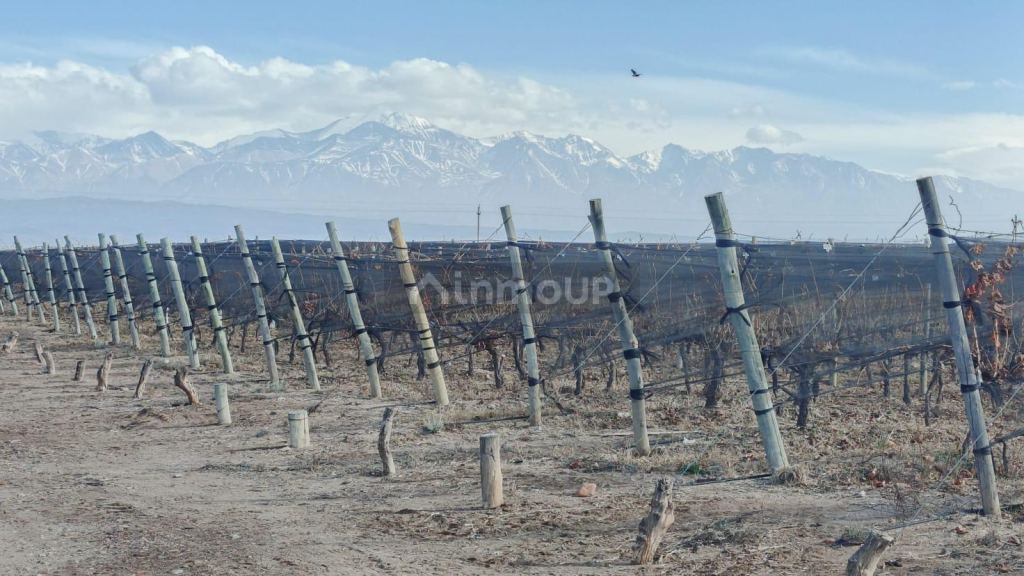 Finca en Venta en Lujan de Cuyo, Mendoza