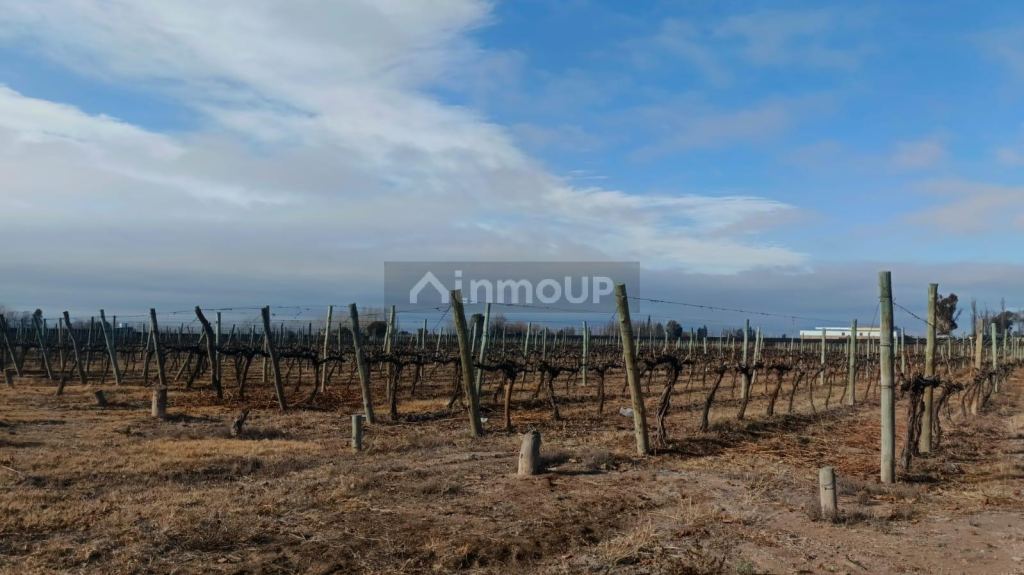 Finca en Venta en Lujan de Cuyo, Mendoza
