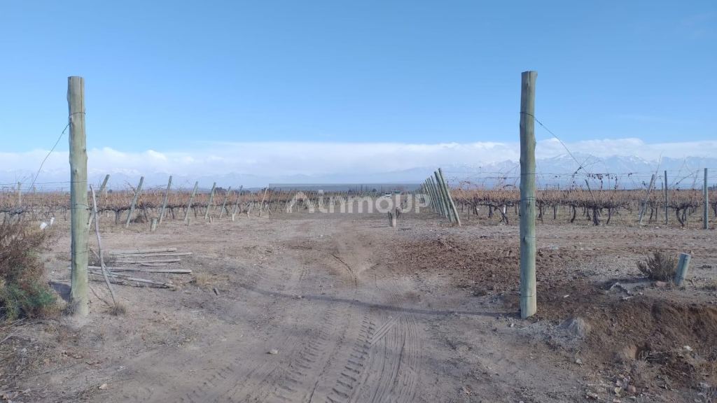 Finca en Venta en Lujan de Cuyo, Mendoza