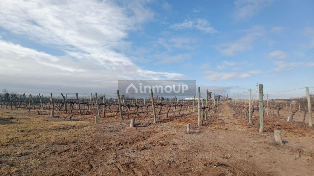 Finca en Venta en Lujan de Cuyo, Mendoza