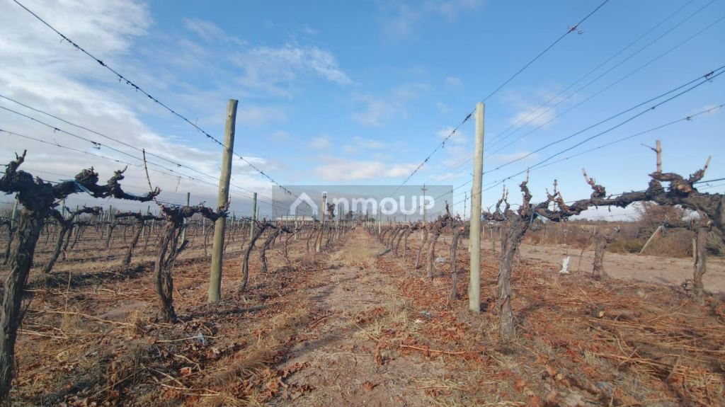 Finca en Venta en Lujan de Cuyo, Mendoza
