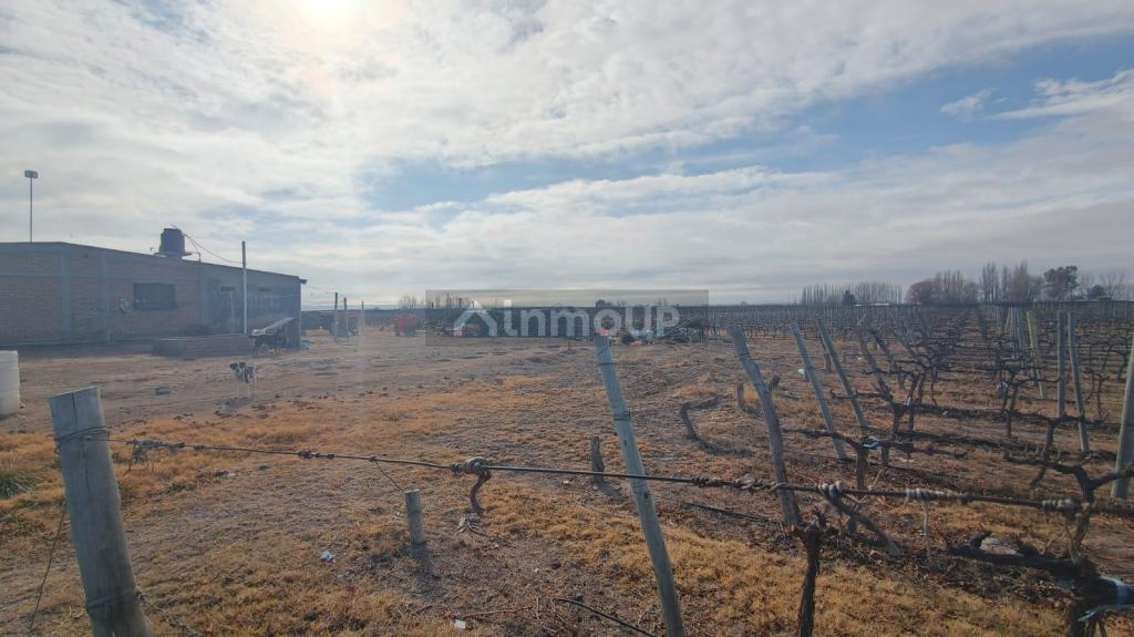 Finca en Venta en Lujan de Cuyo, Mendoza