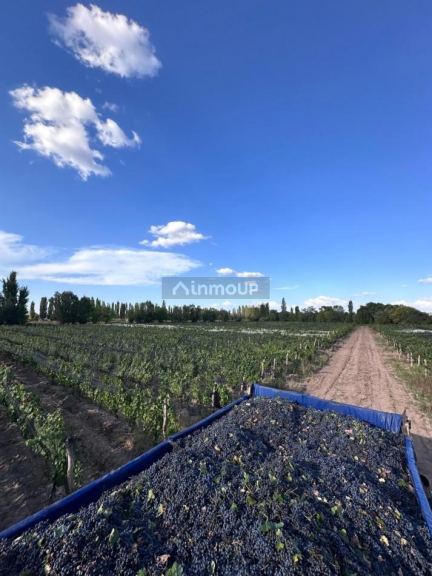 Finca en Venta en Lujan de Cuyo, Mendoza