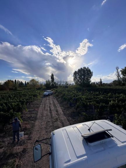 Finca en Venta en Lujan de Cuyo, Mendoza