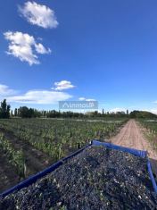Lujan de Cuyo Lencinas y Cochabamba