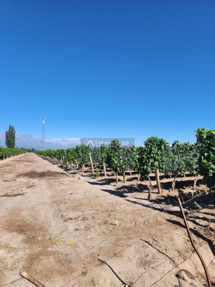 Finca en Venta en San Carlos, Mendoza