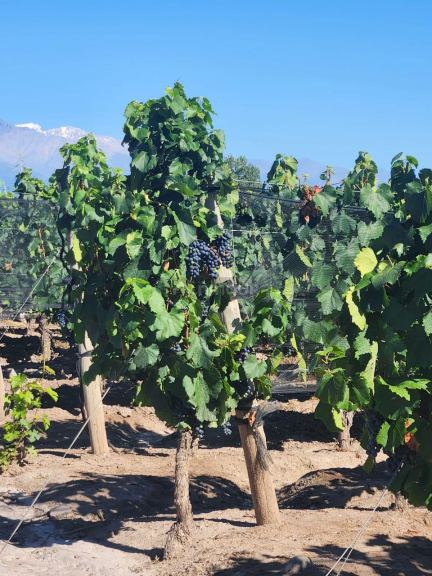 Finca en Venta en San Carlos, Mendoza