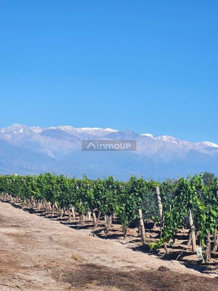 Finca en Venta en San Carlos, Mendoza