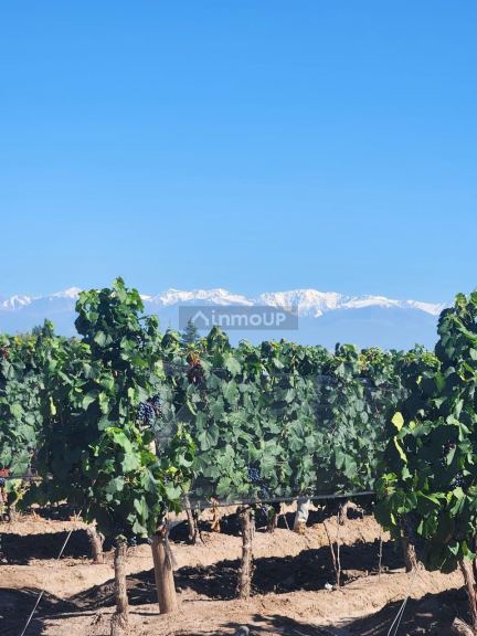 Finca en Venta en San Carlos, Mendoza