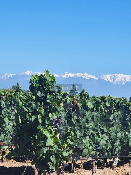 Finca en Venta en San Carlos, Mendoza