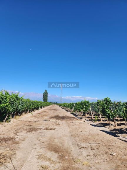 Finca en Venta en San Carlos, Mendoza