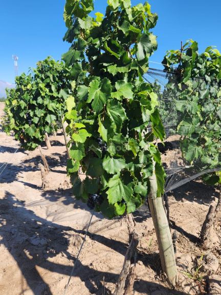Finca en Venta en San Carlos, Mendoza