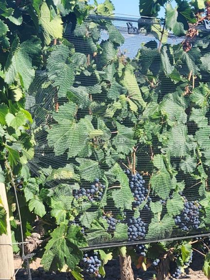 Finca en Venta en San Carlos, Mendoza