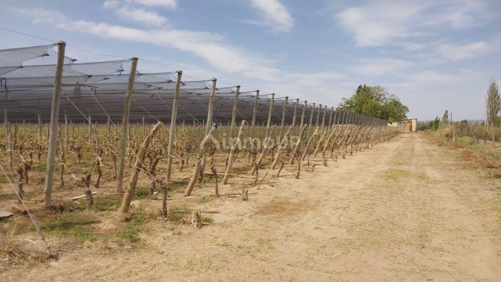Finca en Venta en Lujan de Cuyo, Mendoza