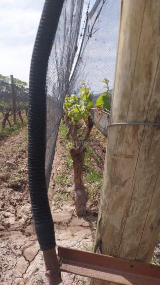 Finca en Venta en Lujan de Cuyo, Mendoza