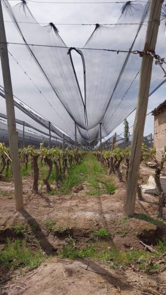 Finca en Venta en Lujan de Cuyo, Mendoza
