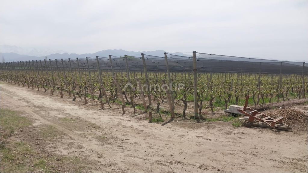 Finca en Venta en Lujan de Cuyo, Mendoza