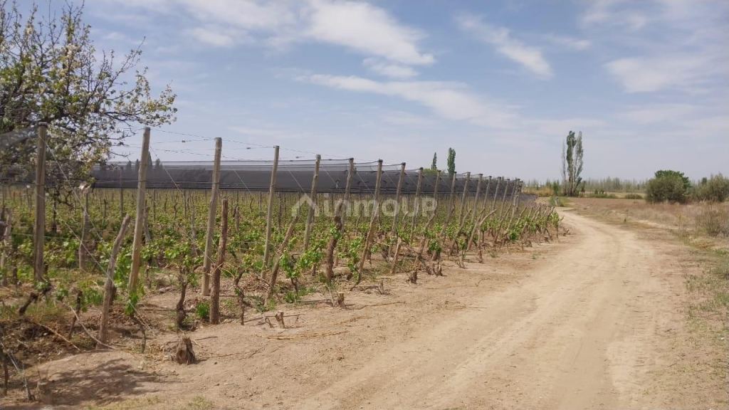 Finca en Venta en Lujan de Cuyo, Mendoza