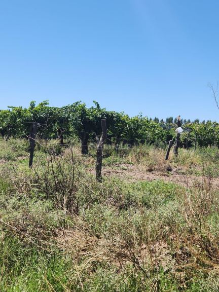 Lavalle Costa de Araujo, Lavalle, Mendoza