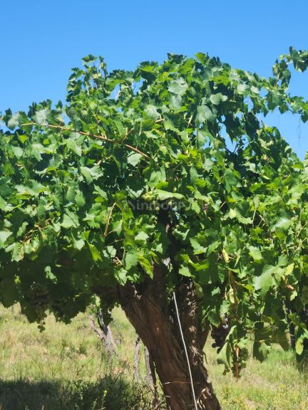Lavalle Costa de Araujo, Lavalle, Mendoza