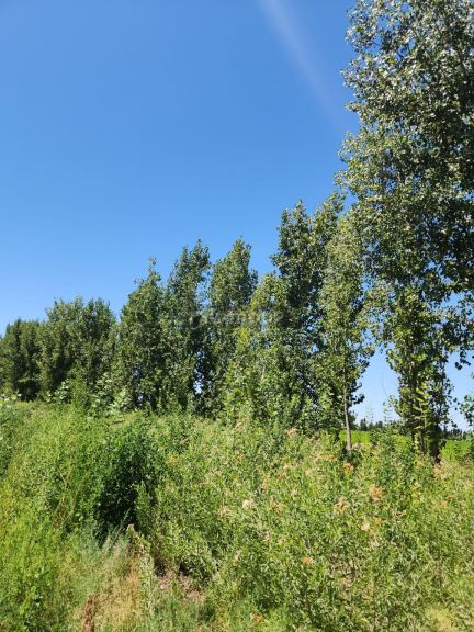 Viñedo en Venta en Lavalle, Mendoza - USD 90.000 | Inmoup - 6