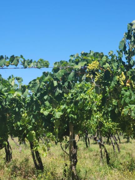 Viñedo en Venta en Lavalle, Mendoza - USD 90.000 | Inmoup - 8