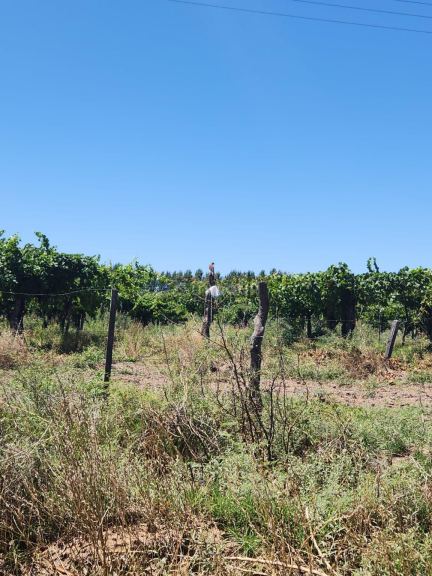 Lavalle Costa de Araujo, Lavalle, Mendoza